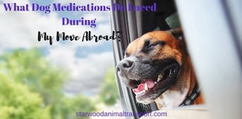 What Dog Medications Do I Need To Bring During My Move Abroad?