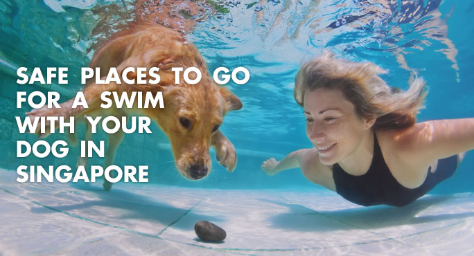 Woman and a dog swimming underwater in a pool in singapore