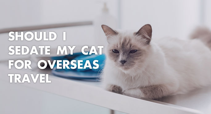 Should I Sedate My Cat For Overseas Travel
