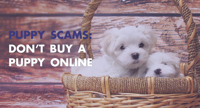 buy a dog
