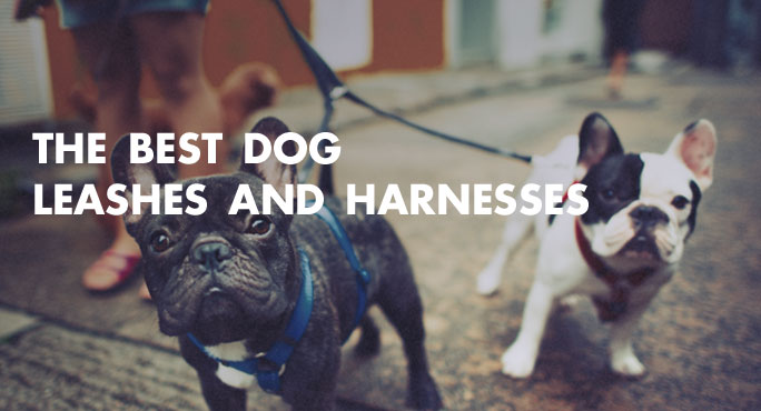 The-Best-Dog-Leashes-And-Harnesses-Blog.jpg