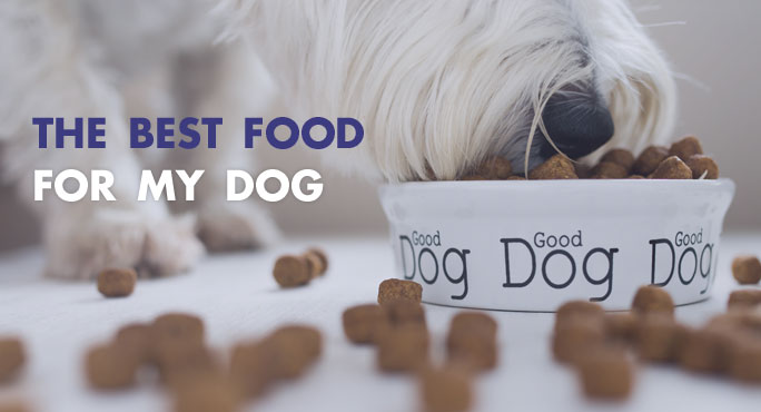 What is the best food for my dog?