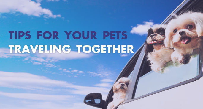 How to safely transport your pets together 