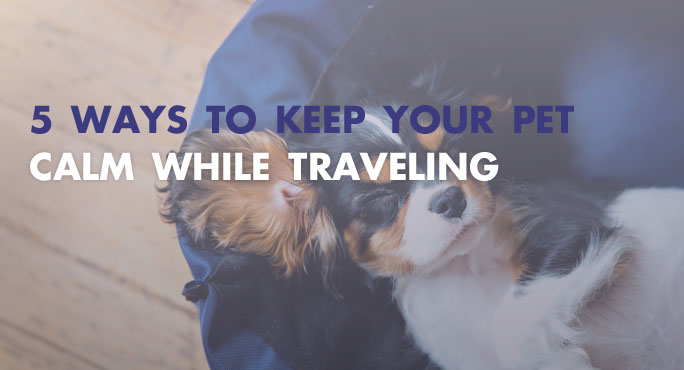 How to keep a pet calm while traveling