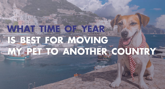 Understanding What Time of Year is Best for Moving My Pet to Another Country.