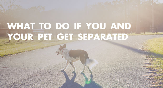 What To Do If You and Your Pet Get Separated http://www.starwoodanimaltransport.com/blog/what-to-do-you-and-pet-get-separated