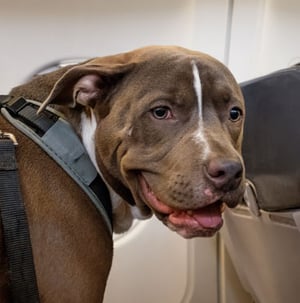 What-To-Look-For-In-Airlines-Pet-Policy-Blog1