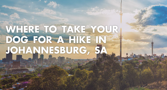 Where to Take Your Dog For A Hike in Johannesburg, SA https://www.starwoodanimaltransport.com/where-to-take-your-dog-for-a-hike-in-johannesburg-sa