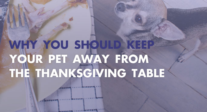 Why you should keep your pet away from the Thanksgiving table