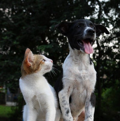 cat-and-puppy