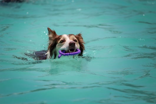 dog in swimming pool with ring
