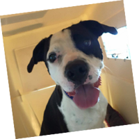 pet ground transportation services