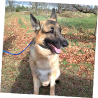 pet ground transportation services