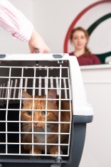 Questions to ask when moving your pet.