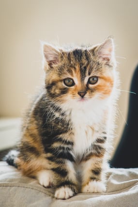 tricolor-kitten