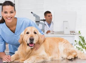 dog visiting veterinarian before flying