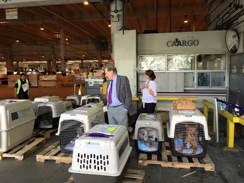 dogs-in-crates