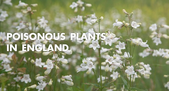 Poisonous Plants in England