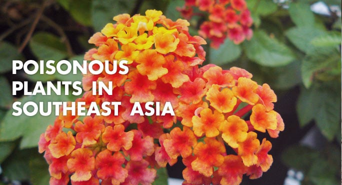 poisonous plants in southeast asia