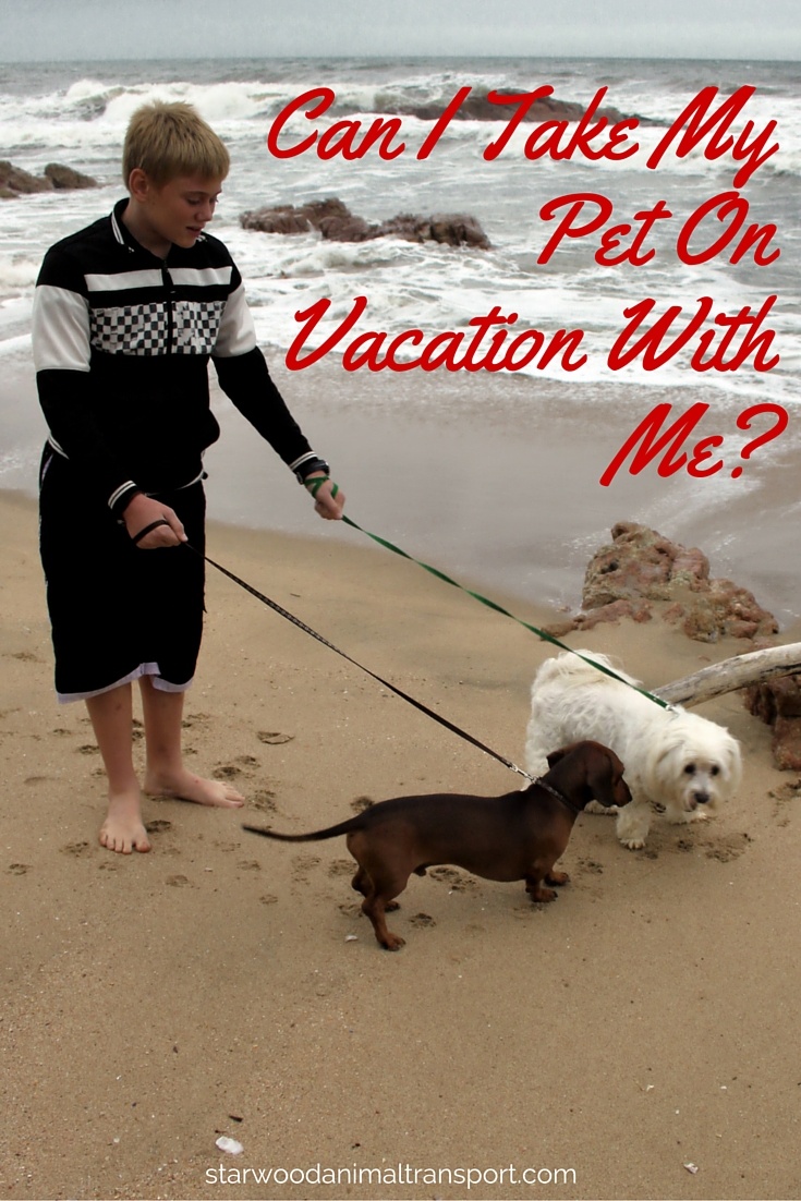 Can I Take My Pet On Vacation With Me?