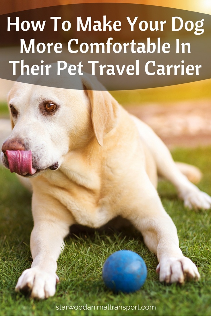How To Make Your Dog More Comfortable In Their Pet Travel Carrier