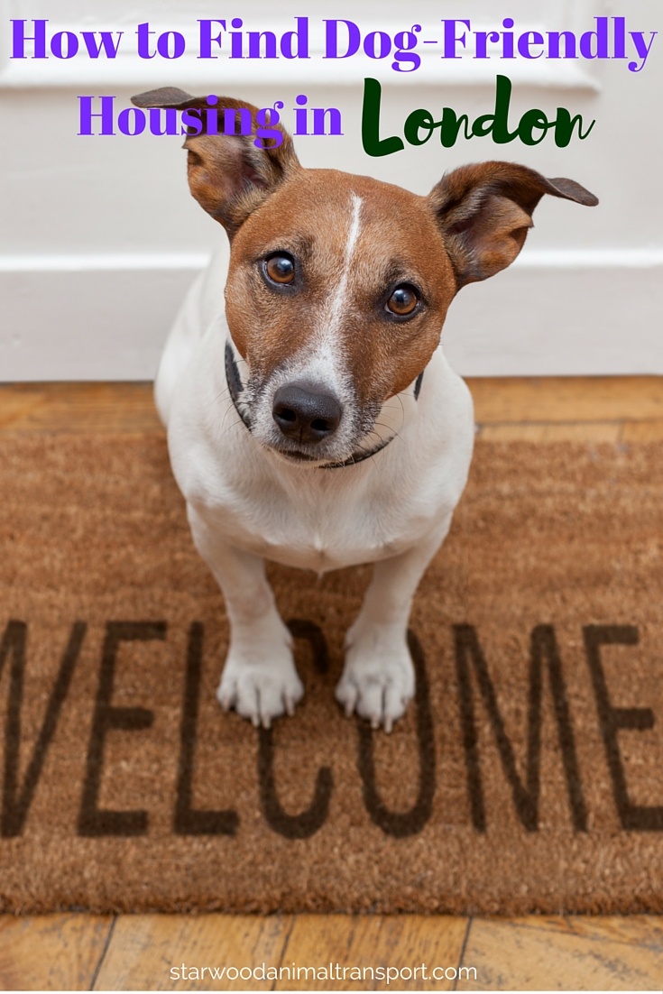 How to Find DogFriendly Housing in London