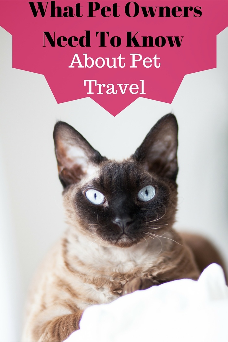 What Pet Owners Need To Know About Pet Travel