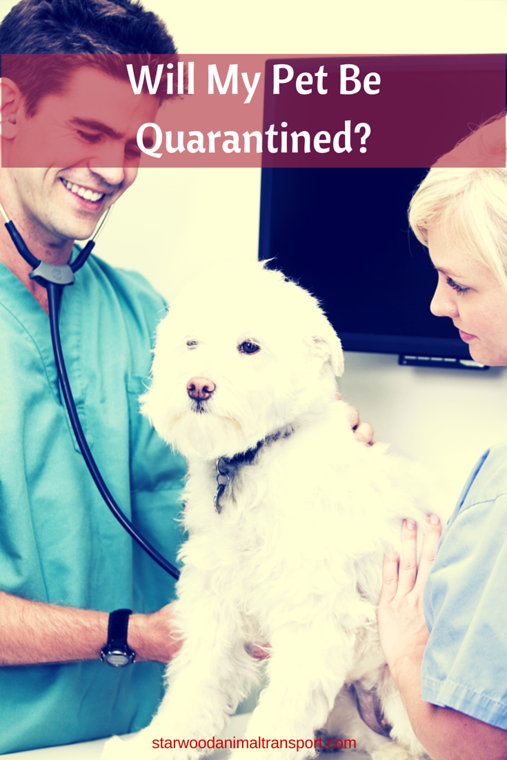Will My Pet Be Quarantined During A Move From Usa