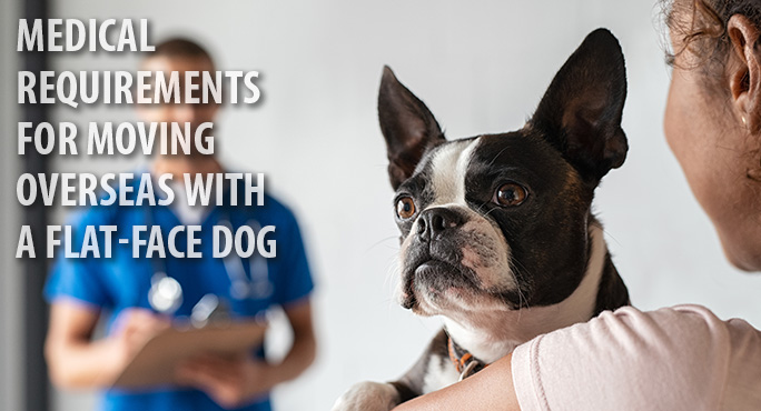 transportation services for dogs