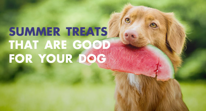 Summer-Treats-Good-For-Dog-Blog.jpg