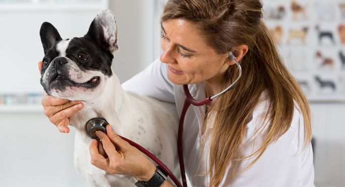 french bulldog vet