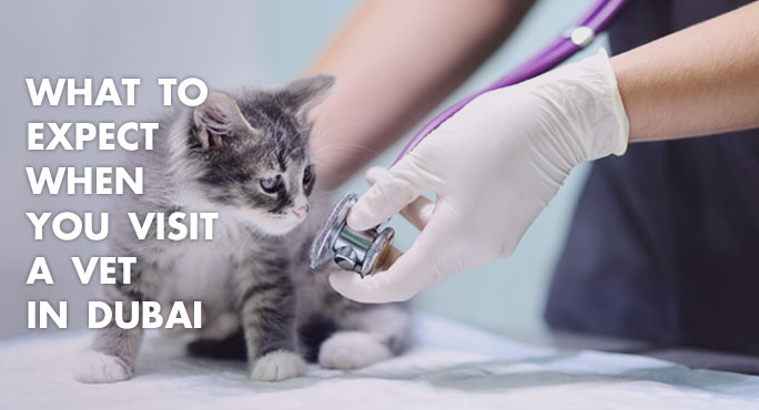 What To Expect When You Visit A Vet In Dubai