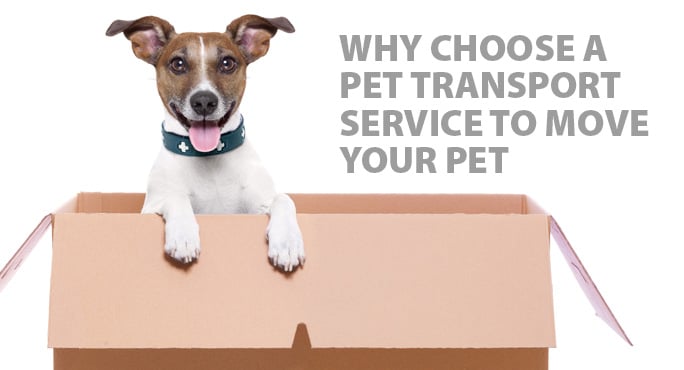 pet shipping service
